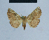  ( - BC ZSM Lep 80964)  @11 [ ] CreativeCommons - Attribution Non-Commercial Share-Alike (2014) Axel Hausmann/Bavarian State Collection of Zoology (ZSM) SNSB, Zoologische Staatssammlung Muenchen
