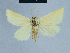 ( - BC ZSM Lep 80968)  @13 [ ] CreativeCommons - Attribution Non-Commercial Share-Alike (2014) Axel Hausmann/Bavarian State Collection of Zoology (ZSM) SNSB, Zoologische Staatssammlung Muenchen