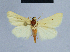  ( - BC ZSM Lep 80969)  @11 [ ] CreativeCommons - Attribution Non-Commercial Share-Alike (2014) Axel Hausmann/Bavarian State Collection of Zoology (ZSM) SNSB, Zoologische Staatssammlung Muenchen