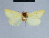 ( - BC ZSM Lep 80970)  @11 [ ] CreativeCommons - Attribution Non-Commercial Share-Alike (2014) Axel Hausmann/Bavarian State Collection of Zoology (ZSM) SNSB, Zoologische Staatssammlung Muenchen