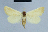  ( - BC ZSM Lep 80976)  @13 [ ] CreativeCommons - Attribution Non-Commercial Share-Alike (2014) Axel Hausmann/Bavarian State Collection of Zoology (ZSM) SNSB, Zoologische Staatssammlung Muenchen