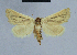  ( - BC ZSM Lep 80977)  @13 [ ] CreativeCommons - Attribution Non-Commercial Share-Alike (2014) Axel Hausmann/Bavarian State Collection of Zoology (ZSM) SNSB, Zoologische Staatssammlung Muenchen