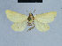  ( - BC ZSM Lep 80982)  @12 [ ] CreativeCommons - Attribution Non-Commercial Share-Alike (2014) Axel Hausmann/Bavarian State Collection of Zoology (ZSM) SNSB, Zoologische Staatssammlung Muenchen