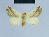  ( - BC ZSM Lep 80994)  @13 [ ] CreativeCommons - Attribution Non-Commercial Share-Alike (2014) Axel Hausmann/Bavarian State Collection of Zoology (ZSM) SNSB, Zoologische Staatssammlung Muenchen