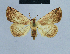  ( - BC ZSM Lep 80996)  @14 [ ] CreativeCommons - Attribution Non-Commercial Share-Alike (2014) Axel Hausmann/Bavarian State Collection of Zoology (ZSM) SNSB, Zoologische Staatssammlung Muenchen