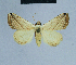  ( - BC ZSM Lep 80998)  @13 [ ] CreativeCommons - Attribution Non-Commercial Share-Alike (2014) Axel Hausmann/Bavarian State Collection of Zoology (ZSM) SNSB, Zoologische Staatssammlung Muenchen