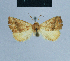  ( - BC ZSM Lep 81002)  @11 [ ] CreativeCommons - Attribution Non-Commercial Share-Alike (2014) Axel Hausmann/Bavarian State Collection of Zoology (ZSM) SNSB, Zoologische Staatssammlung Muenchen