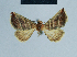  ( - BC ZSM Lep 81003)  @11 [ ] CreativeCommons - Attribution Non-Commercial Share-Alike (2014) Axel Hausmann/Bavarian State Collection of Zoology (ZSM) SNSB, Zoologische Staatssammlung Muenchen