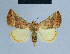  ( - BC ZSM Lep 81005)  @13 [ ] CreativeCommons - Attribution Non-Commercial Share-Alike (2014) Axel Hausmann/Bavarian State Collection of Zoology (ZSM) SNSB, Zoologische Staatssammlung Muenchen