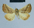 ( - BC ZSM Lep 81006)  @13 [ ] CreativeCommons - Attribution Non-Commercial Share-Alike (2014) Axel Hausmann/Bavarian State Collection of Zoology (ZSM) SNSB, Zoologische Staatssammlung Muenchen