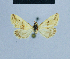  ( - BC ZSM Lep 81048)  @11 [ ] CreativeCommons - Attribution Non-Commercial Share-Alike (2014) Axel Hausmann/Bavarian State Collection of Zoology (ZSM) SNSB, Zoologische Staatssammlung Muenchen