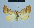  ( - BC ZSM Lep 81075)  @11 [ ] CreativeCommons - Attribution Non-Commercial Share-Alike (2014) Axel Hausmann/Bavarian State Collection of Zoology (ZSM) SNSB, Zoologische Staatssammlung Muenchen