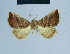  ( - BC ZSM Lep 81076)  @13 [ ] CreativeCommons - Attribution Non-Commercial Share-Alike (2014) Axel Hausmann/Bavarian State Collection of Zoology (ZSM) SNSB, Zoologische Staatssammlung Muenchen