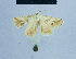  ( - BC ZSM Lep 81087)  @11 [ ] CreativeCommons - Attribution Non-Commercial Share-Alike (2014) Axel Hausmann/Bavarian State Collection of Zoology (ZSM) SNSB, Zoologische Staatssammlung Muenchen