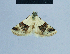 ( - BC ZSM Lep 81094)  @11 [ ] CreativeCommons - Attribution Non-Commercial Share-Alike (2014) Axel Hausmann/Bavarian State Collection of Zoology (ZSM) SNSB, Zoologische Staatssammlung Muenchen