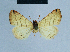  ( - BC ZSM Lep 81107)  @12 [ ] CreativeCommons - Attribution Non-Commercial Share-Alike (2014) Axel Hausmann/Bavarian State Collection of Zoology (ZSM) SNSB, Zoologische Staatssammlung Muenchen