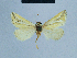  ( - BC ZSM Lep 81121)  @12 [ ] CreativeCommons - Attribution Non-Commercial Share-Alike (2014) Axel Hausmann/Bavarian State Collection of Zoology (ZSM) SNSB, Zoologische Staatssammlung Muenchen