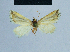  ( - BC ZSM Lep 81122)  @12 [ ] CreativeCommons - Attribution Non-Commercial Share-Alike (2014) Axel Hausmann/Bavarian State Collection of Zoology (ZSM) SNSB, Zoologische Staatssammlung Muenchen