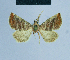  ( - BC ZSM Lep 81127)  @11 [ ] CreativeCommons - Attribution Non-Commercial Share-Alike (2014) Axel Hausmann/Bavarian State Collection of Zoology (ZSM) SNSB, Zoologische Staatssammlung Muenchen