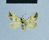  ( - BC ZSM Lep 81132)  @11 [ ] CreativeCommons - Attribution Non-Commercial Share-Alike (2014) Axel Hausmann/Bavarian State Collection of Zoology (ZSM) SNSB, Zoologische Staatssammlung Muenchen