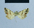  ( - BC ZSM Lep 81133)  @11 [ ] CreativeCommons - Attribution Non-Commercial Share-Alike (2014) Axel Hausmann/Bavarian State Collection of Zoology (ZSM) SNSB, Zoologische Staatssammlung Muenchen