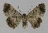  ( - BC EF Alc 00081)  @13 [ ] Copyright (2010) Unspecified Research Collection of Egbert Friedrich