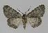  ( - BC EF Alc 00091)  @13 [ ] Copyright (2010) Unspecified Research Collection of Egbert Friedrich