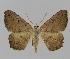  (Dissomorphia AH01 - BC EF Alc 00192)  @14 [ ] Copyright (2010) Unspecified Research Collection of Egbert Friedrich