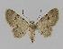  (Gymnoscelis spodias - BC EF Alc 00194)  @14 [ ] Copyright (2010) Unspecified Research Collection of Egbert Friedrich