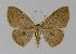  (Organopoda - BC EF Alc 00212)  @14 [ ] Copyright (2010) Unspecified Research Collection of Egbert Friedrich