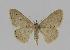  (Idaea EF09 - BC EF Alc 00231)  @15 [ ] Copyright (2010) Unspecified Research Collection of Egbert Friedrich