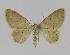  (Idaea EF12 - BC EF Alc 00270)  @14 [ ] Copyright (2010) Unspecified Research Collection of Egbert Friedrich