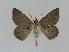 ( - BC EF Alc 00295)  @13 [ ] Copyright (2010) Unspecified Research Collection of Egbert Friedrich