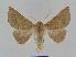  (Oenochroma AH02 - BC EF Alc 00299)  @13 [ ] Copyright (2010) Unspecified Research Collection of Egbert Friedrich