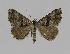  ( - BC EF Alc 00319)  @14 [ ] Copyright (2010) Unspecified Research Collection of Egbert Friedrich