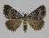  (Dichromodes AH21 - BC EF Alc 00321)  @13 [ ] Copyright (2010) Unspecified Research Collection of Egbert Friedrich