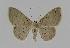  (Scopula EF10 - BC EF Alc 00386)  @14 [ ] Copyright (2010) Unspecified Research Collection of Egbert Friedrich