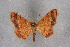  ( - BC NP 0210)  @11 [ ] Copyright (2010) Unspecified Research Collection of Norbert Poell