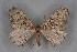  ( - BC NP 0237)  @11 [ ] Copyright (2010) Unspecified Research Collection of Norbert Poell