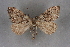  (Thera variolata - BC NP 0243)  @11 [ ] Copyright (2010) Unspecified Research Collection of Norbert Poell