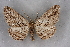  ( - BC NP 0266)  @14 [ ] Copyright (2010) Unspecified Research Collection of Norbert Poell