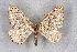  ( - BC NP 0274)  @11 [ ] Copyright (2010) Unspecified Research Collection of Norbert Poell