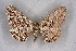  ( - BC NP 0275)  @11 [ ] Copyright (2010) Unspecified Research Collection of Norbert Poell