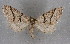  ( - BC NP 0278)  @11 [ ] Copyright (2010) Unspecified Research Collection of Norbert Poell