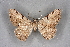  ( - BC NP 0291)  @13 [ ] Copyright (2010) Unspecified Research Collection of Norbert Poell