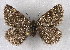  ( - BC NP 0300)  @14 [ ] Copyright (2010) Unspecified Research Collection of Norbert Poell