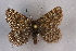  ( - BC NP 0309)  @14 [ ] Copyright (2010) Unspecified Research Collection of Norbert Poell