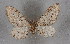  ( - BC NP 0322)  @12 [ ] Copyright (2010) Unspecified Research Collection of Norbert Poell