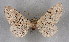  ( - BC NP 0325)  @12 [ ] Copyright (2010) Unspecified Research Collection of Norbert Poell