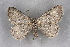  ( - BC NP 0328)  @12 [ ] Copyright (2010) Unspecified Research Collection of Norbert Poell